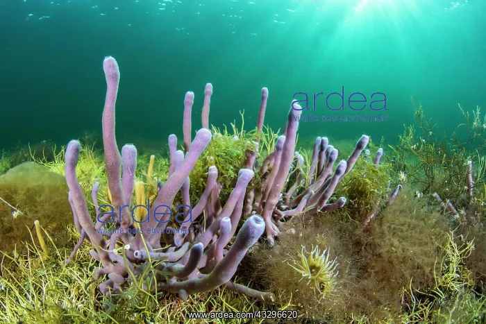 : Haliclona (Reniera) cinerea sponge, Thau lagoon : Haliclona (Reniera) cinerea sponge, Thau lagoon