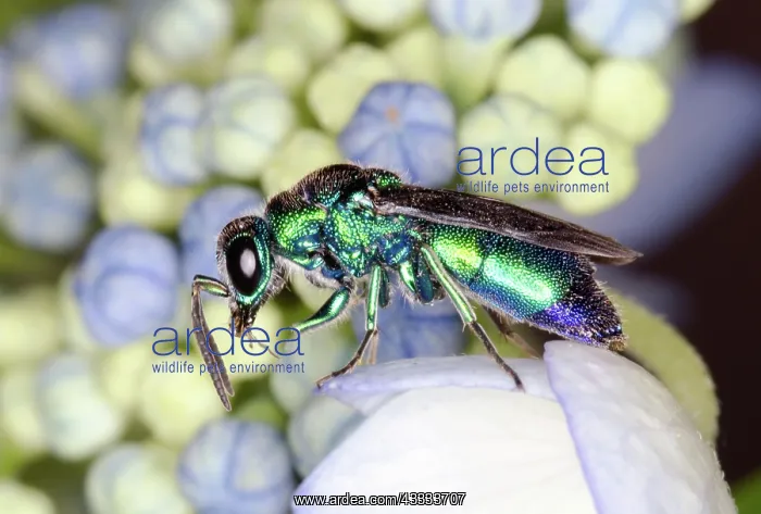 : Halictid Bee : Halictid Bee