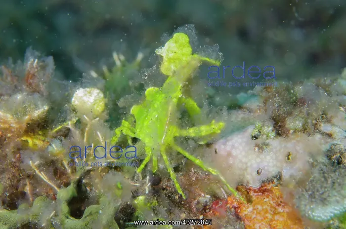 : Halimeda Algae Crab : Halimeda Algae Crab