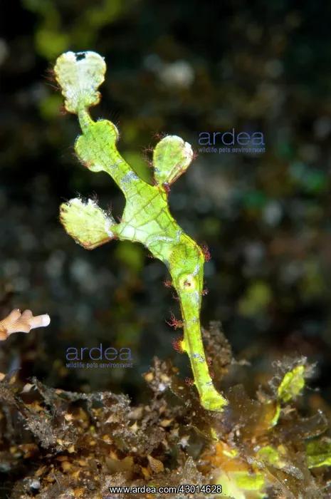  : Halimeda Ghost Pipefish