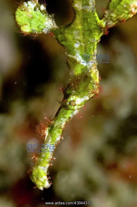 : Halimeda Ghost Pipefish : Halimeda Ghost Pipefish