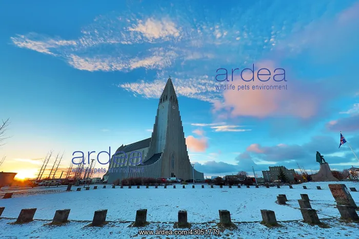 : Hallgrimskirkja church at sunrise in Reykjavik, Iceland : Hallgrimskirkja church at sunrise in Reykjavik, Iceland