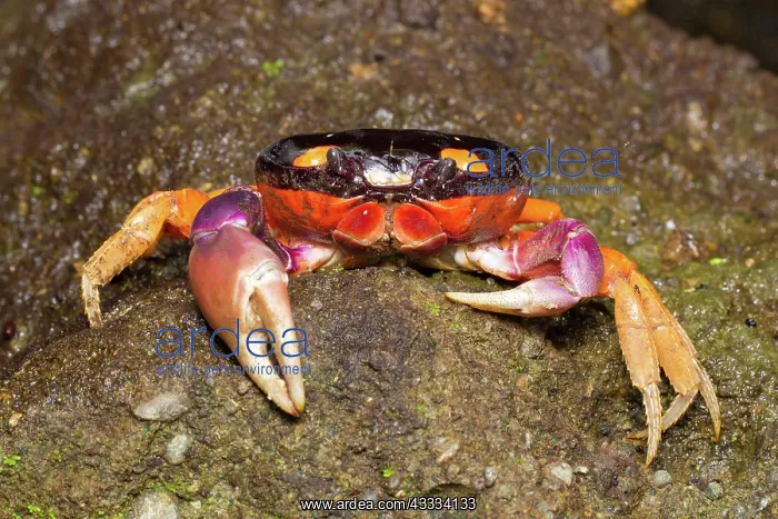 : Halloween Crab : Halloween Crab