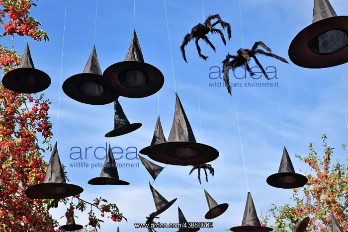 : Halloween decoration witch hats and spiders hanging in sky : Halloween decoration witch hats and spiders hanging in sky