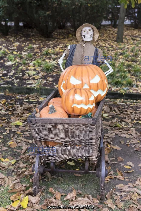 : Halloween display using pumpkins and skeleton in : Halloween display using pumpkins and skeleton in
