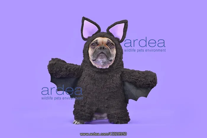 : Halloween dog costume. French Bulldog wearing fu : Halloween dog costume. French Bulldog wearing fu