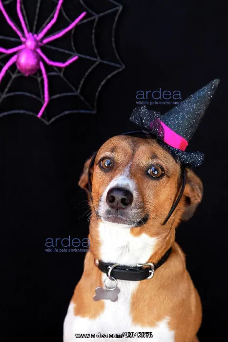 : Halloween dog pet portrait : Halloween dog pet portrait