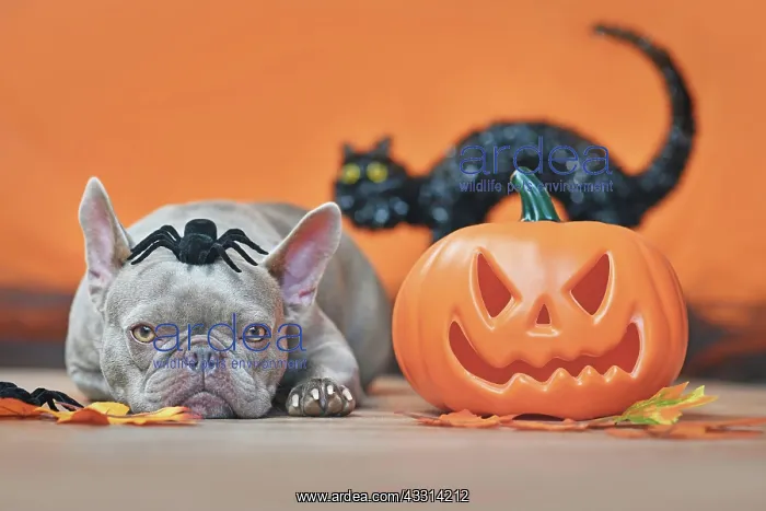 : Halloween French Bulldog dog with carved pumpkin : Halloween French Bulldog dog with carved pumpkin