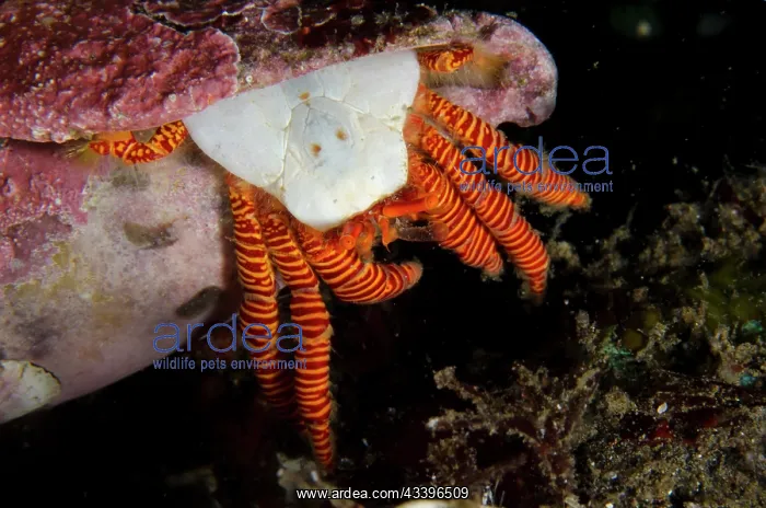 : Halloween Hermit Crab : Halloween Hermit Crab