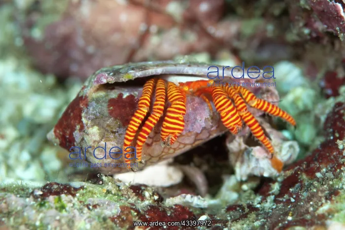 : Halloween Hermit Crab : Halloween Hermit Crab