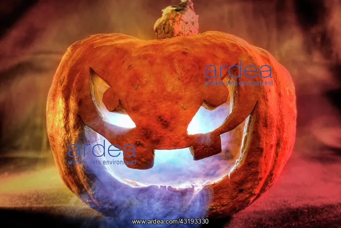 : Halloween pumpkin : Halloween pumpkin