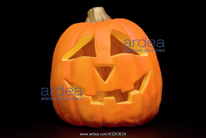 : Halloween pumpkin : Halloween pumpkin