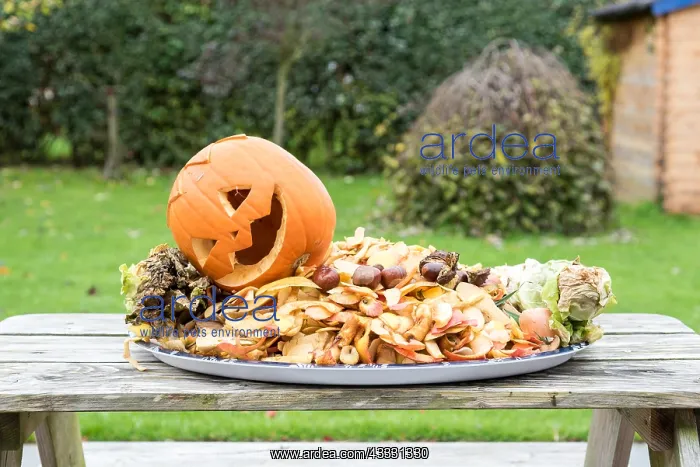 : Halloween pumpkin decoration for composting : Halloween pumpkin decoration for composting