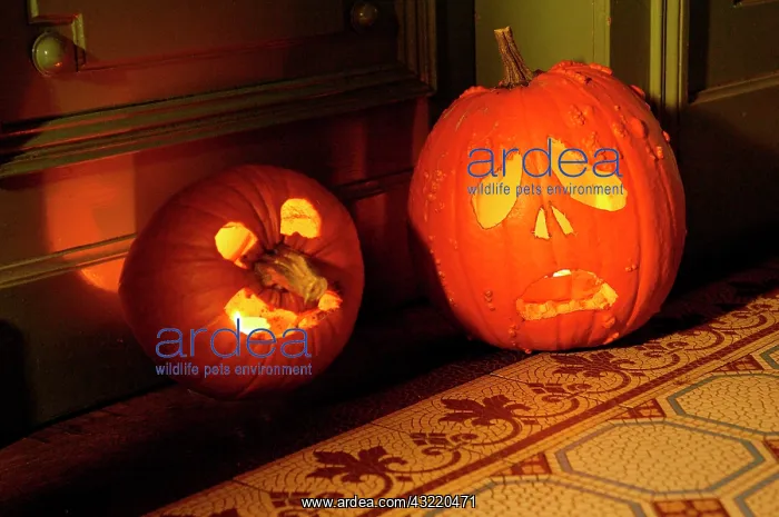 : Halloween pumpkins in a hallway : Halloween pumpkins in a hallway