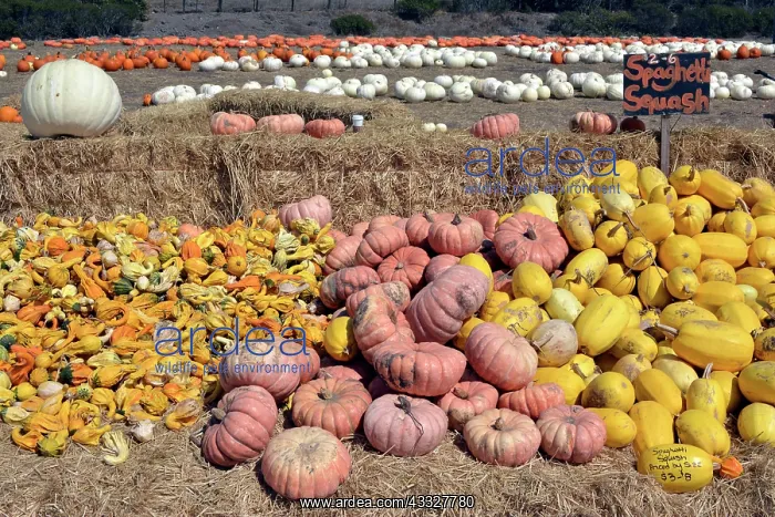 : Halloween Pumpkins - for sale : Halloween Pumpkins - for sale