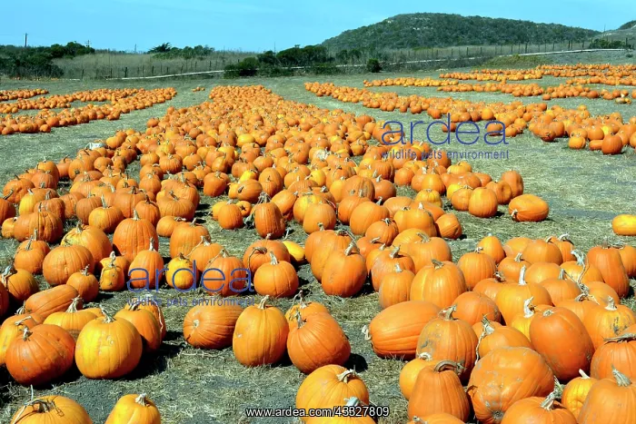 : Halloween Pumpkins - for sale : Halloween Pumpkins - for sale