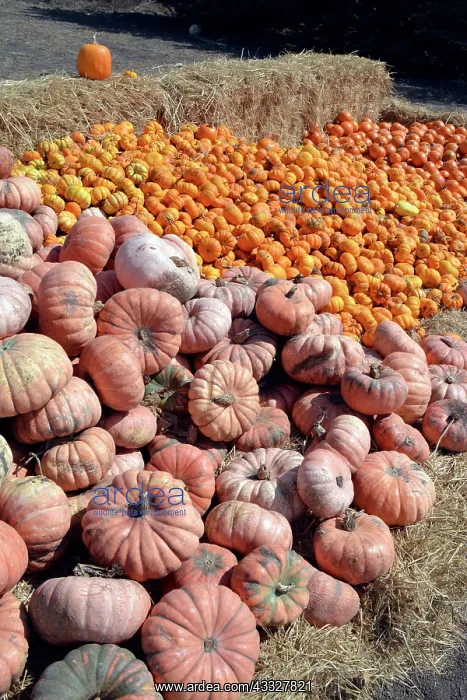 : Halloween Pumpkins - for sale : Halloween Pumpkins - for sale