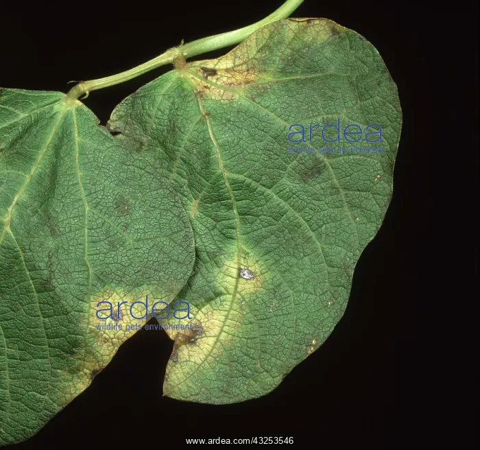 : Halo blight on Bean : Halo blight on Bean