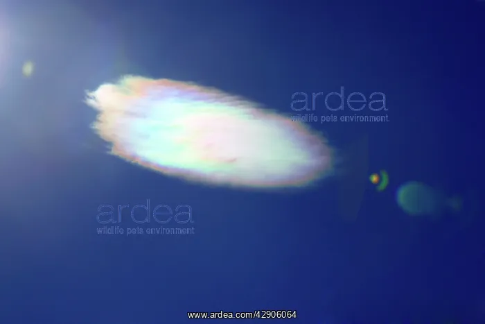: Halo of ice crystals around cloud : Halo of ice crystals around cloud
