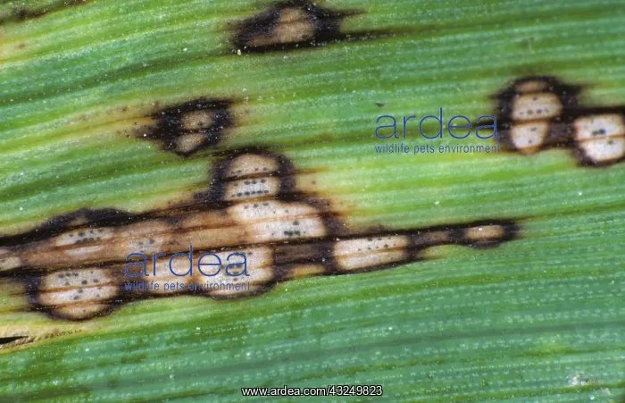 : Halo Spot (Selenophoma donacis) on barley : Halo Spot (Selenophoma donacis) on barley