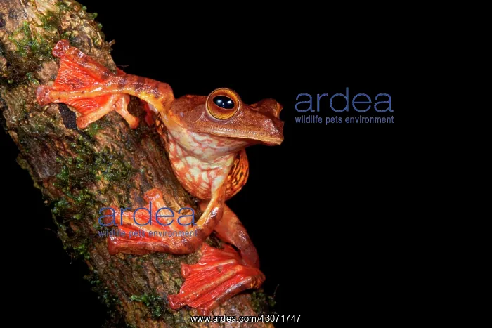 : Halrequin Flying Frog (Rhacophorus pardalis). Borneo : Halrequin Flying Frog (Rhacophorus pardalis). Borneo