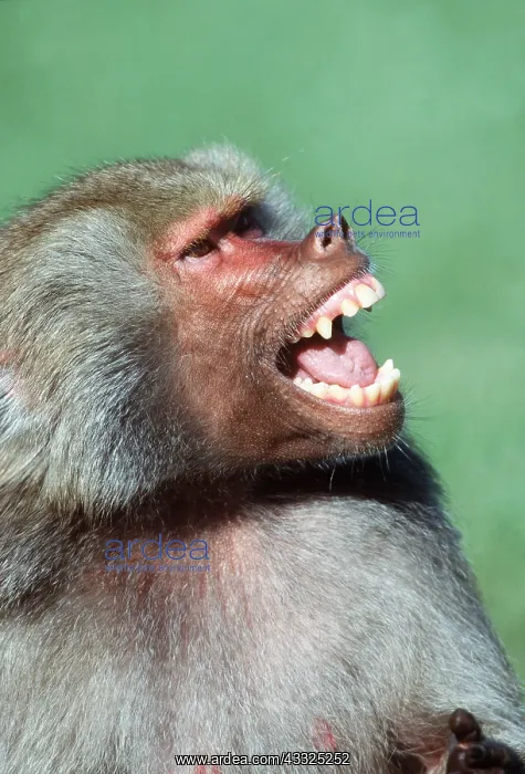 : HAMADRYAS BABOON : HAMADRYAS BABOON