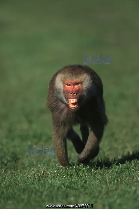 : HAMADRYAS BABOON - aggressive, teeth bared, running : HAMADRYAS BABOON - aggressive, teeth bared, running