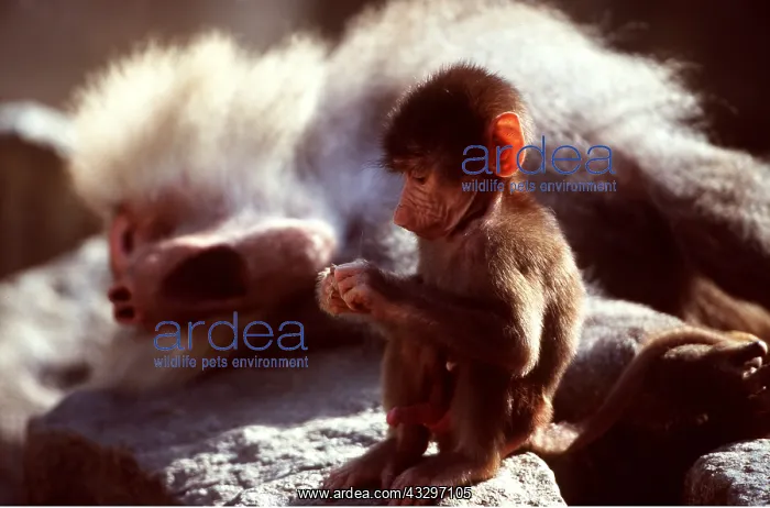 : HAMADRYAS BABOON - baby on rock captive : HAMADRYAS BABOON - baby on rock captive