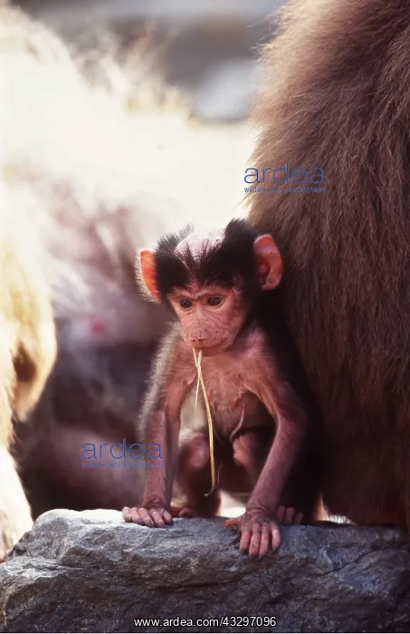 : HAMADRYAS BABOON - baby with straw in mouth : HAMADRYAS BABOON - baby with straw in mouth