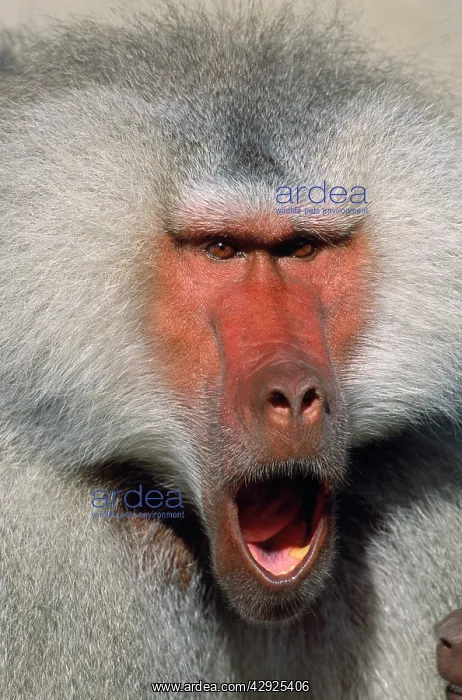 : Hamadryas BABOON - calling : Hamadryas BABOON - calling