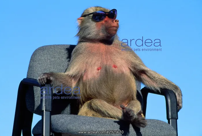 : Hamadryas Baboon on chair with sunglasses : Hamadryas Baboon on chair with sunglasses