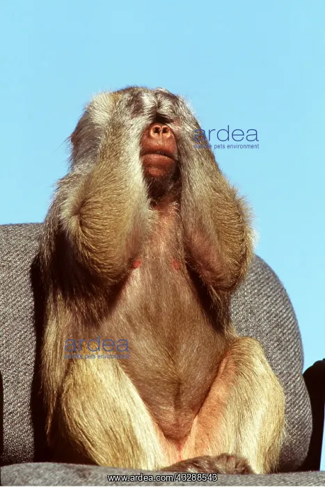 : HAMADRYAS BABOON - covering eyes with hands - see : HAMADRYAS BABOON - covering eyes with hands - see
