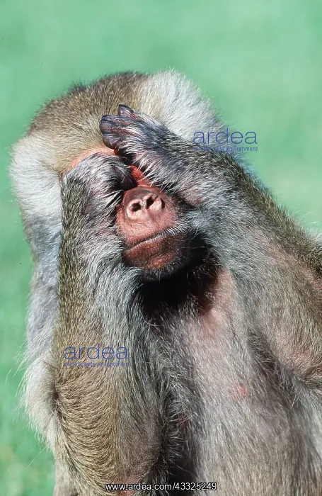 : HAMADRYAS BABOON - covering face with hands see no evil : HAMADRYAS BABOON - covering face with hands see no evil