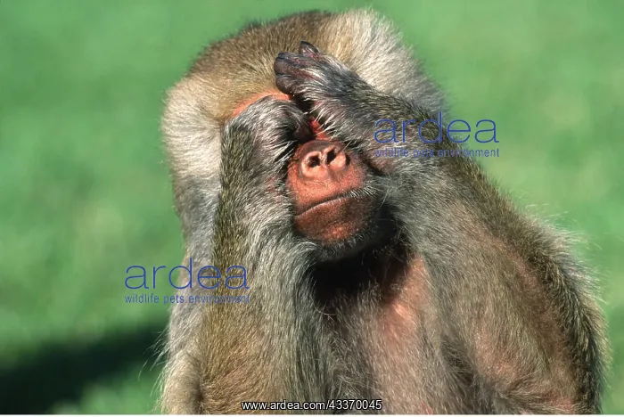 : HAMADRYAS BABOON- covering face with hands see no evil : HAMADRYAS BABOON- covering face with hands see no evil