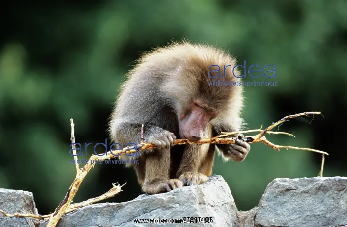 : Hamadryas Baboon - feeding on barkS : Hamadryas Baboon - feeding on barkS