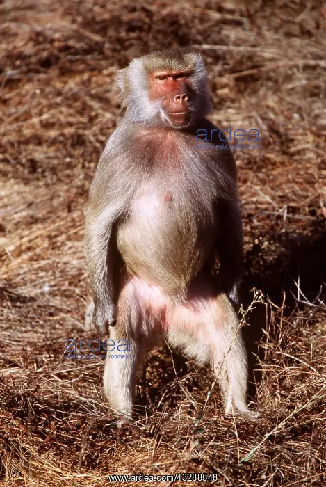 : HAMADRYAS BABOON - female standing up : HAMADRYAS BABOON - female standing up