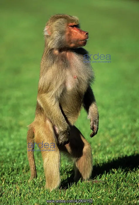 : Hamadryas Baboon - female standing on hind legsS : Hamadryas Baboon - female standing on hind legsS