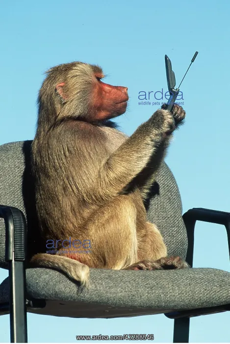 : HAMADRYAS BABOON - with mobile phone : HAMADRYAS BABOON - with mobile phone