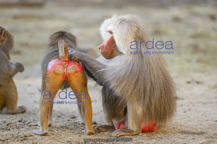 : Hamadryas baboon (Papio hamadryas) delouse each other : Hamadryas baboon (Papio hamadryas) delouse each other