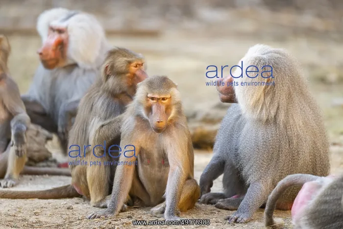 : Hamadryas baboon (Papio hamadryas) group sitting : Hamadryas baboon (Papio hamadryas) group sitting