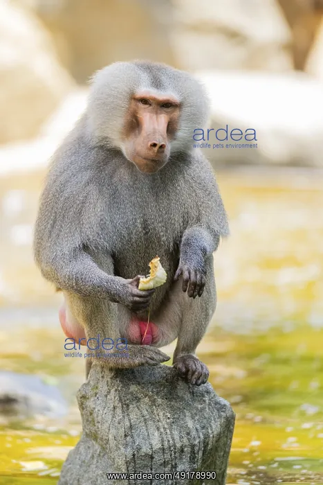 : Hamadryas baboon (Papio hamadryas) male sitting : Hamadryas baboon (Papio hamadryas) male sitting