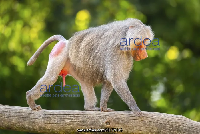: Hamadryas baboon (Papio hamadryas) male walking : Hamadryas baboon (Papio hamadryas) male walking