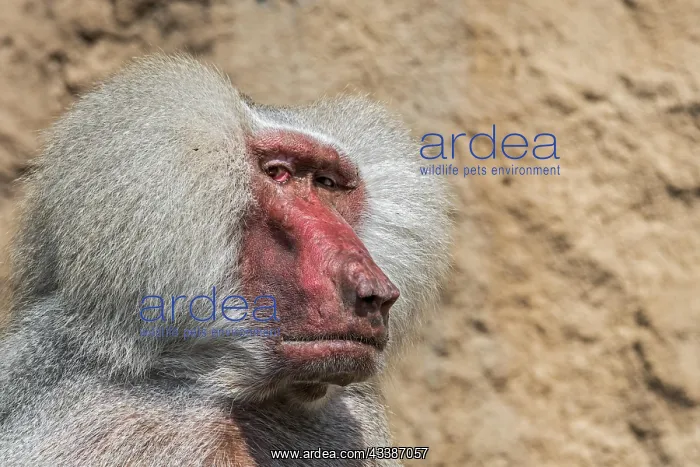: Hamadryas baboon (Papio hamadryas) (Simia hamadr : Hamadryas baboon (Papio hamadryas) (Simia hamadr