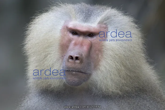 : Hamadryas baboon Papio hamadryas Singapore Zoo MA003469 : Hamadryas baboon Papio hamadryas Singapore Zoo MA003469