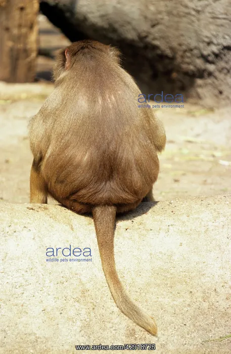: Hamadryas Baboon - rear view : Hamadryas Baboon - rear view
