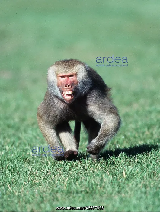  : HAMADRYAS BABOON - RUNNING