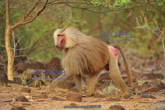 : Hamadryas Baboon / Sacred Baboon / White Baboon : Hamadryas Baboon / Sacred Baboon / White Baboon