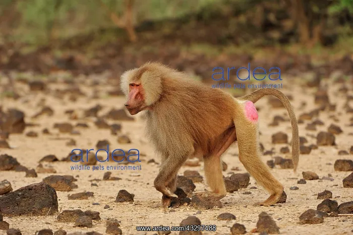 : Hamadryas Baboon / Sacred Baboon / White Baboon : Hamadryas Baboon / Sacred Baboon / White Baboon