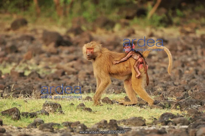 : Hamadryas Baboon / Sacred Baboon / White Baboon : Hamadryas Baboon / Sacred Baboon / White Baboon