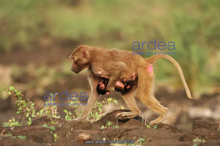 : Hamadryas Baboon / Sacred Baboon / White Baboon : Hamadryas Baboon / Sacred Baboon / White Baboon